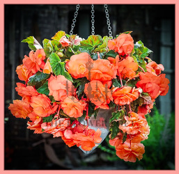 Begonia Hanging Basket From The Flower Loft, your florist in Wilmington, IL